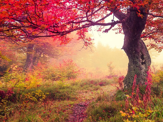 tree-image